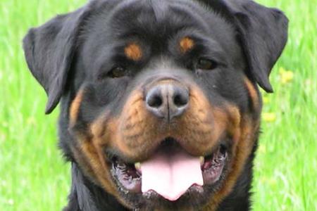 Kdo pravi, da so rotvajlerji hudobni in zlobni?